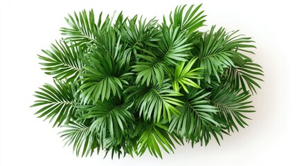 A lush cluster of vibrant green palm leaves creates a tropical and refreshing atmosphere.