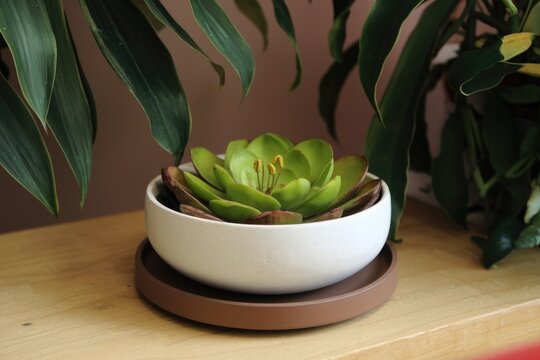 A succulent plant in a white bowl with a brown saucer  surrounded by lush green foliage