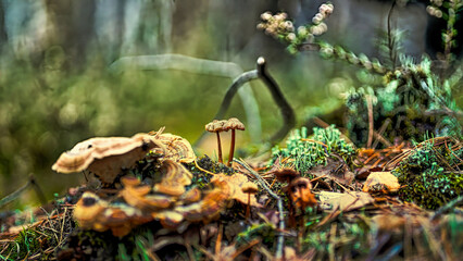 Obraz premium Mushrooms in the forest nice background garden of mushrooms 