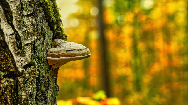 fomes fomentarius
mushrooms  in the forest 
nice background
grows on the branch of the tree