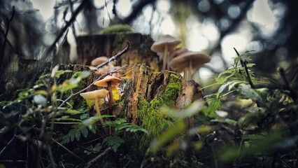 Pink-leaved Helmling mushroom
mushrooms in the forest nice background
edible mushroom bolete mushroom 