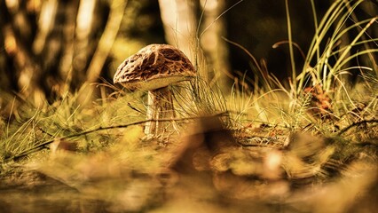 Obraz premium mushrooms in the forest nice background edible mushroom bolete mushroom 