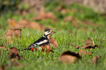 A female Great spotted woodpecker (Dendrocopos major) searching for food on the ground.