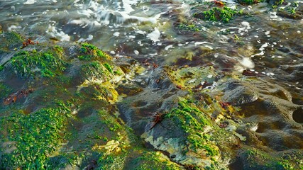 a rocky beach covered with seaweeds