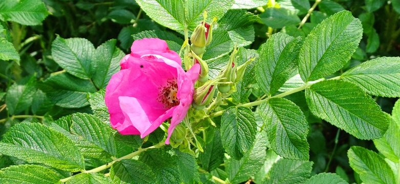 bauernrose