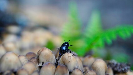 Horned deer beetle walking on grasslands 


