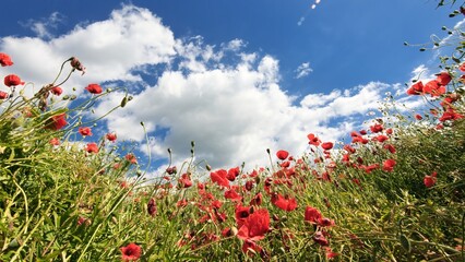 fields of poppies in a pretty glade 
in the distance clouds in the sky 