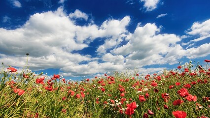 fields of poppies in a pretty glade 
in the distance clouds in the sky 