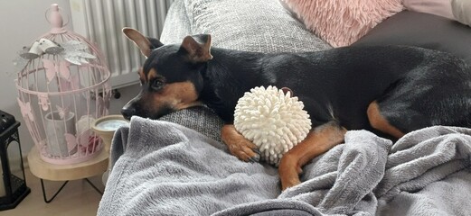 hund