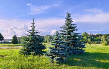 Beautiful fir trees growing in the garden on a sunny day. Blue spruce.