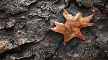 A Single Brown Leaf Rests On Dark Rock