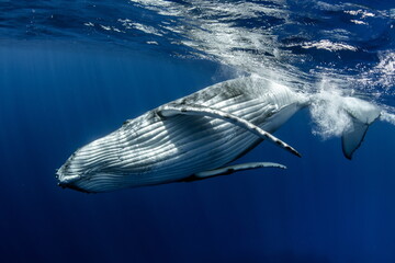 Humpback Whale on Rurutu Island