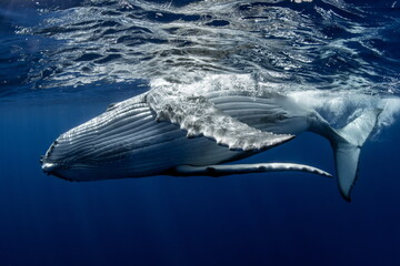 Fototapeta premium Humpback Whale on Rurutu Island