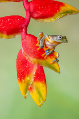 The green flying frog, small flying tree frog, Reinwardti's frog, Reinwardti's flying frog,...