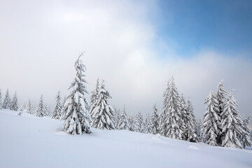 Winter landscape, coniferous trees covered with snow, clouds and blue sky, snowy Giant mountain 