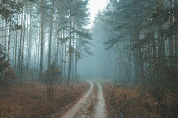 Obraz premium Dark forest covered with fog