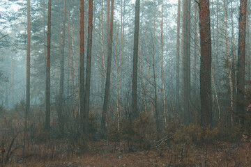 Obraz premium Dark forest covered with fog