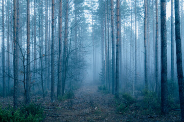 Obraz premium Dark forest covered with fog
