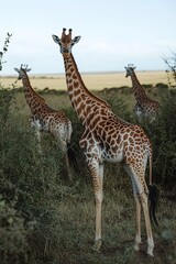 Giraffes in wild, one facing camera with others in back