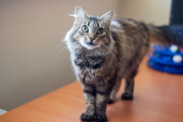A cat is currently standing on a rug while gazing at the camera