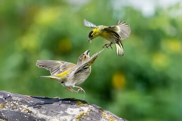 Un lucherino (Spinus spinus) con le ali spiegate affronta un verdone (Chloris chloris) appollaiato...