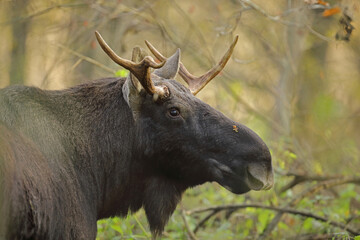 Łoś (Alces alces) moose © Bartosz Rakoczy