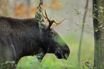 Łoś (Alces alces) moose © Bartosz Rakoczy