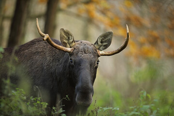 Łoś (Alces alces) moose © Bartosz Rakoczy