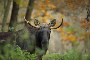 Łoś (Alces alces) moose © Bartosz Rakoczy
