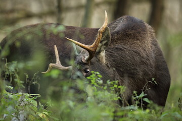 Łoś (Alces alces) moose © Bartosz Rakoczy