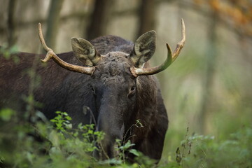 Łoś (Alces alces) moose