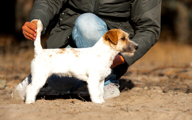 cute jack russell terrier outdoors