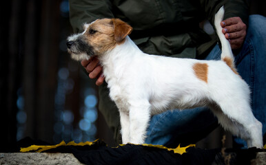 cute jack russell terrier outdoors