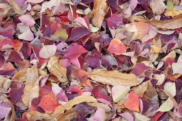色とりどりの落ち葉のテクスチャー・自然素材の背景（背景テクスチャーシリーズ）
