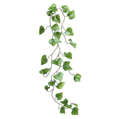 Obraz premium Collection of PNG. Botanical Vine with Long Trailing Stems, isolated on a transparency background.