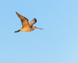 Obraz premium A Marbled Godwits is covered in the warm glow of a sunset; Devil's Lake National Wildlife Refuge, Montana