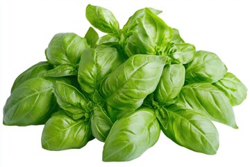Fototapeta premium Isolated vibrant green basil leaves