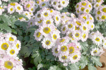 Fototapeta premium Tanacetum parthenium (feverfew) white yellow flowering plant.