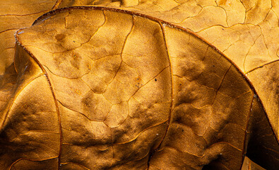 Macro view of dried leaf of sycamore tree (Platanus occidentalis) in autumn.