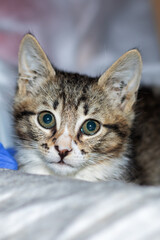 A cat is on a table with a blue box marked with the number 5