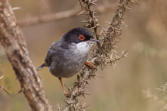 Toutinegra-de-cabe&ccedil;a-preta com o nome cientifico de (Curruca melanocephala).Pequena ave cabe&ccedil;a preta e dor&ccedil;o branco pousada um ramo de mato.