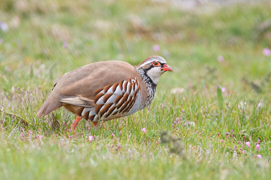 Perdiz com nome cientifico de (Alectoris rufa). Esta esp&eacute;cie, muito cobi&ccedil;ada por ca&ccedil;adores, &eacute; frequentemente objecto de programas de gest&atilde;o cineg&eacute;tica.