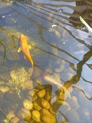 frog in the water