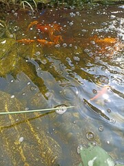 fish in the pond