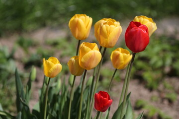 Obraz premium red and yellow tulips