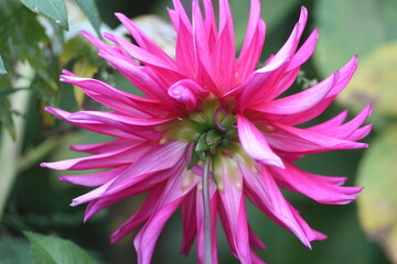 Obraz premium Flower