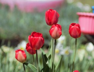 Fototapeta premium field of tulips