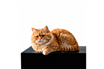 red cat lies on a black box