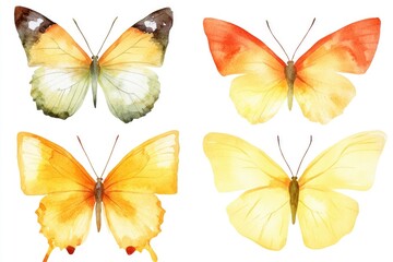 Four colorful butterflies against a pure white background, created using watercolor techniques