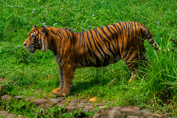 The Sumatran tiger is a population of Panthera tigris sondaica on the Indonesian island of Sumatra